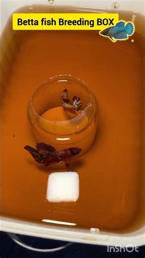 Betta fish breeding setup||Betta fish medicine kit. ❤🤗🥰👍😇💛