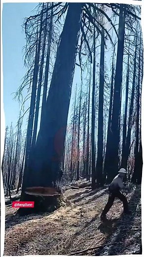 Cutting Down a Huge Old Dead Tree in the Forest | Dangerous Tree Felling Process and Wood Harvesting