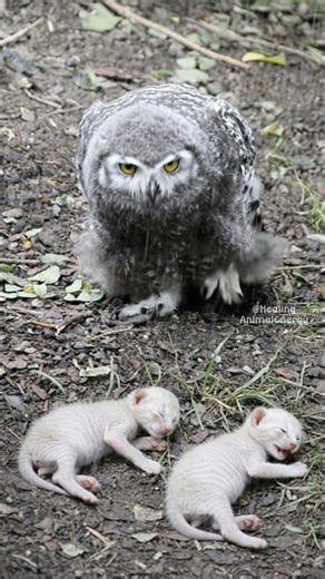 The Owl Who Stood Guard Over Two Freezing Kittens