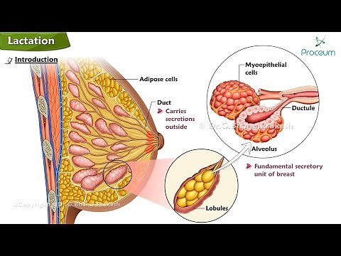 Physiology of Lactation (Animation) 🍼🍼🍼