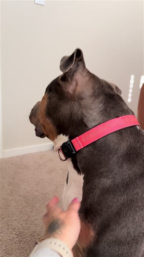 Meet Crosby and Khaleesi: The American Bully Duo