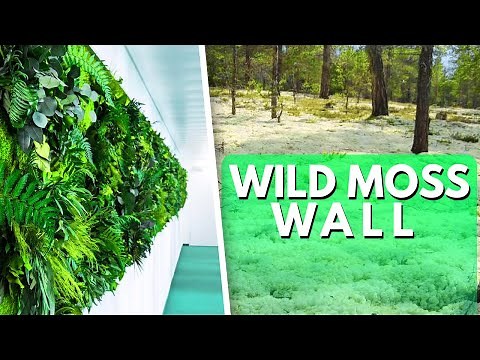 Wild Moss Walls - Two Ways To Build a Moss Wall.