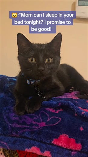 Sui makes bed time chaos✨️🐱 #kitten #blackcatsoftiktok #catsoftiktok #cat #kitty
