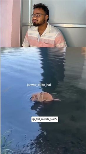 Ab bolo 🤣#funnyanimal#animalreaction#hindidubbing#hindivoiceover#funnyreels#reelsindia#instareels