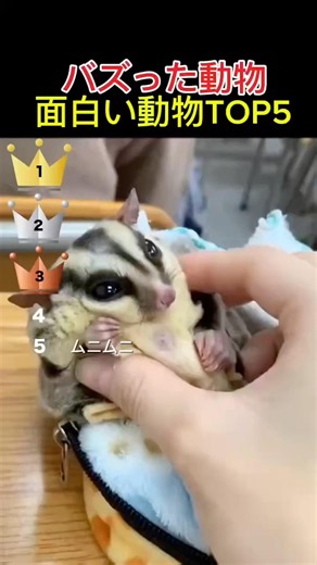 世界でバズったおもしろ動物動画TOP5 #shorts #funny #foryou #fyp