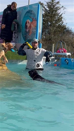 Labrador pool party!! | Canine Dip and Dive Maldon