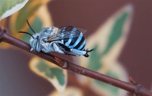 This utterly surreal bee is like nothing you've ever seen before – unless you're from Australia | Discover Wildlife