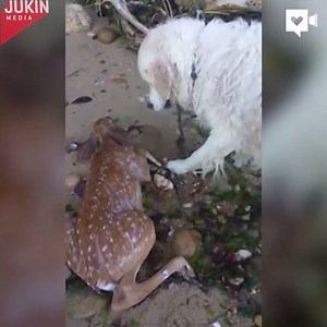 This dog came out of the water with something in its mouth. What it was carrying was barely alive. | Ventura County Star