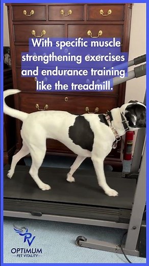 5 Easy Ways to Keep Your Dog Active Indoors (Magic’s Treadmill Routine!)