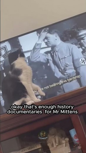 Okay that's enough history documentaries for Mr Mittens #comedy
