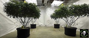 Lollipopping cannabis plants: a simple, yet comprehensive guide - CannaConnection