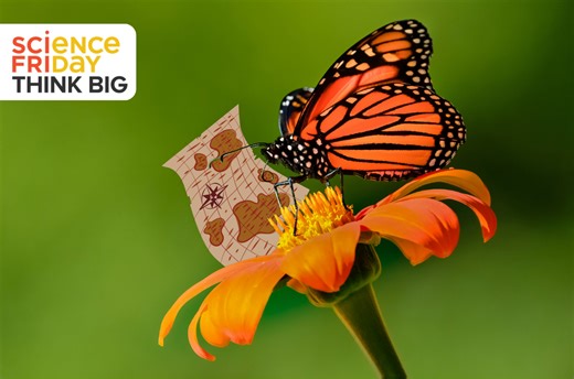 How Do You Track A Butterfly?