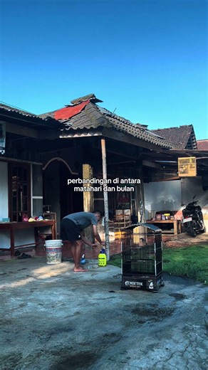 subsribe en yutub ku bolo #fypyoutube #kicaumania #mangkicauoffecial #masukberanda #birds