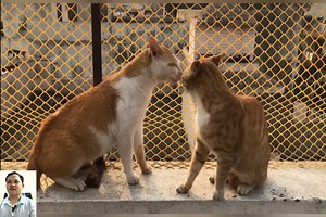 12K views · 174 reactions | Cat fight extreme sound 1 Cat Fighting #catfighting #catfight #fight #girlfight #femalewrestling #fighting #wrestling #cat #cats #catfights #catsofinstagram #fitness | Cat Sport | Facebook