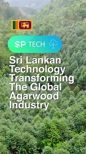 12K views · 99 reactions | Sri Lankan technology transforming the global Agarwood industry! . . #SadaharithaPlantations #Sadaharitha #SadaharithaMalaysia #SadaharithaMadagascar #MalaysianAgarwood #SPTech #agarwood #Agarwoodtechnology #SadaharithaGroup #proudsrilankan #SriLankaCan | Sadaharitha Plantations Limited | Facebook
