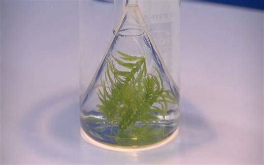 檢驗光合作用產生的氧氣：用排水集氣法在水下收集綠色植物產生的氣體，用帶火星的木條測試收集到的氣體，若重燃，表示該氣體是氧氣，說明植物曾進行光合作用。