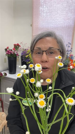 4.5K views · 540 reactions | Ammobium is winter hardy to 20 degrees,...