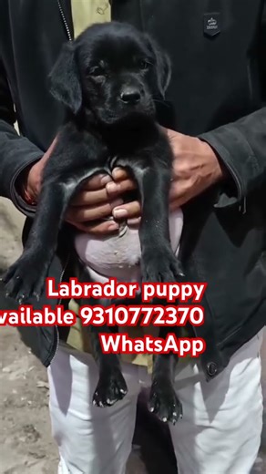 Labradors puopy 🐶🐶❤️❤️ available loction delhi cute Labradors