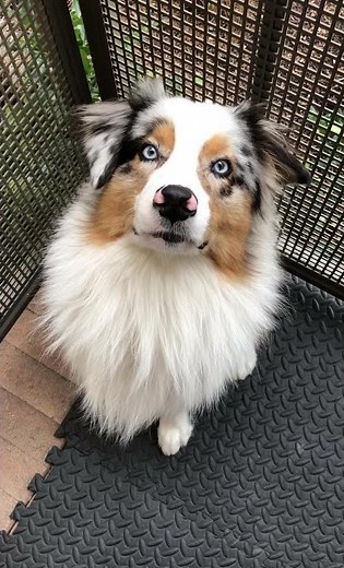 Australian Shepherd Blue Merle saying hello - Chomsky