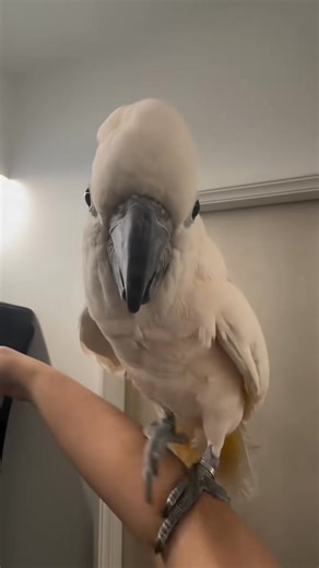 #moluccancockatoo #parrottalking #dancemoves #cockatootalking #cockatoodance #entertainingathome #attentionseeker | Parrot Zeetvs | Facebook