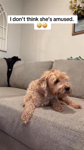 Yep she’s not amused by my TikTok’s #joke #trending #viral #viralvideo #trendingvideo #popular #letsgo | Dennis Meyers | Facebook