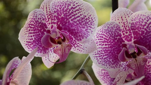 Orchid, Quarantine, In The Least. Free Stock Video