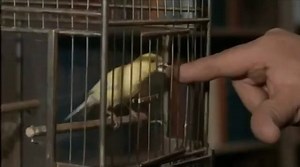 Alfred Hitchcock's classic film The Birds hit theaters on this day in 1963! | Horror on ComicBook.com