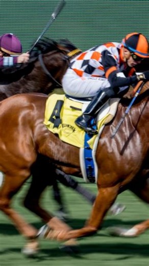Racing Eye Ltd. on Instagram: "Queen Maxima! The Queen of Santa Anita Park 😍 ✨️ The five-year-old mare recorded her fifth course success in the Las Cienegas Stakes - Grade 3 from her sixth overall course start! 🔥✨️ The daughter of Bucchero scored a first race success for winning trainer Jeff Mullins and winning rider Juan Hernandez Jr Some top-level Mares have won this contest in the past including the likes of Jolie Olimpica, Belvoir Bay and Mizdirection 2x .. etc 📹 @fanduel_racing"
