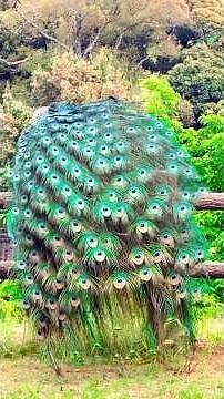 🦚 Did You Know PEACOCKS AREN'T GREEN OR BLUE? 🤯😱