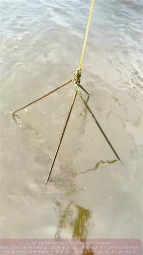 Shrimp Catching Process! Triangle Net in Shallow Water, Full Net of Shrimp