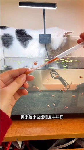 Ponyo Baby's Feeding Journey: From Fish Tank to Pool