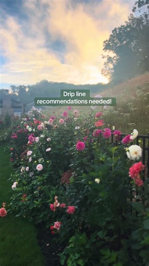 Drip line / irrigation system recommendation