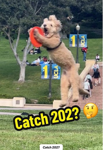 Catch Training Tips for Labradoodles