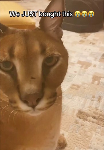 Gosha's Thorough Product Unboxing and Review