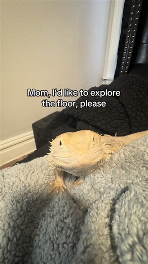 He asks so politely 🥺 #beardeddragon #communication #training #reptile #lizard
