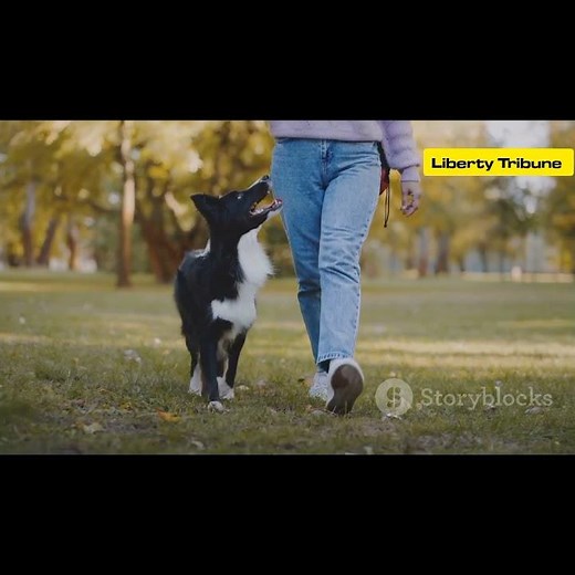 Puppy Training at Home — Easy Tricks for New Dog Owners!