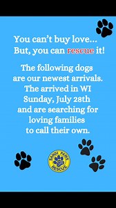 Check out our newest rescues! 🐾 These dogs recently arrived in WI and are in foster homes while they search for forever families of their own. 🏡 We have PAWS-tively fetching dogs of all ages, sizes, and breed types available for adoption! If you’re searching 👀 for the PAW-FECT 4-legged companion, let us help you find just the right match for your family! ♥️ Click to view available dogs 🐕 https://www.sandipaws.org/adoptable-dogs #rescuedogs #rescuedismyfavoritebreed #adoptdontshop #adoptme #r