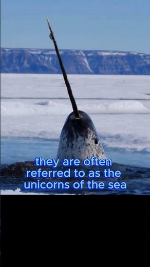 🦄 The Ocean’s Unicorn Is Real — And It’s Stranger Than You Think