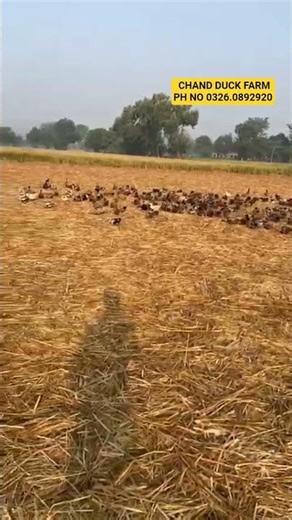 duck farm name Chand duck farm