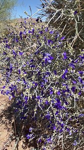 Smoke trees (also known as smokethorn or by its Latin name, Psorothamnus spinosus) are large shrubs with distinctive leafless, grey-blue spiny branches. Their common name comes from their hazy color and misty, ethereal form that from a distance can appear like a puff of smoke on the horizon. In spring and early summer, smoke trees come alive with plentiful bursts of small but vibrant purple flowers that attract native pollinators like bees, butterflies, and hummingbirds. The Mojave Desert is hom