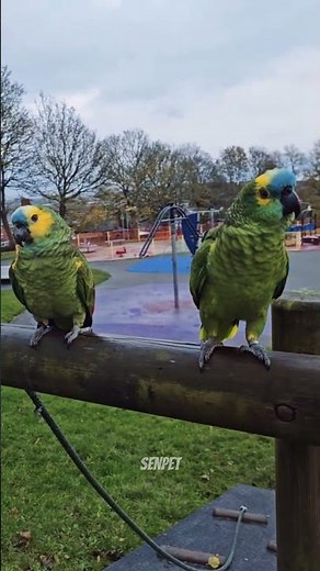 The Funniest Parrot Videos: You’ll Be Laughing All Day! 🦜😂