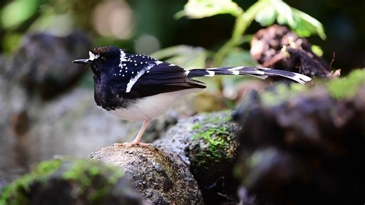 Good morning #Birds & #Nature! Spotted forktail (Enicurus maculatus) | BIRDS & Nature