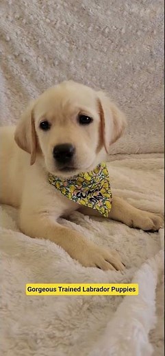 Trained AKC Labrador Retriever Puppies in California