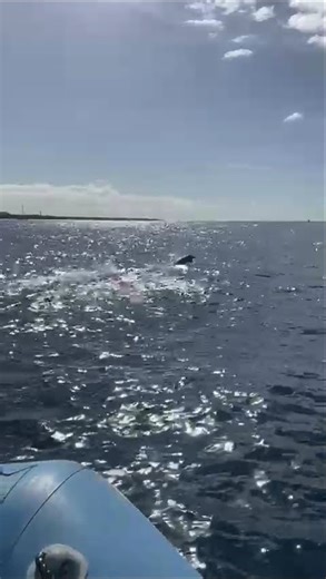 Dolphins... amazing