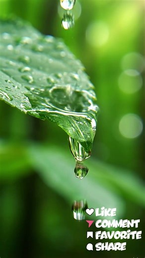 Water Droplets ASMR 🍃💧 Relaxing Rain Drip Sounds #asmr