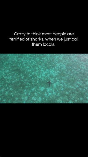 Nurse Sharks of the Bahamas: Gentle Ocean Locals