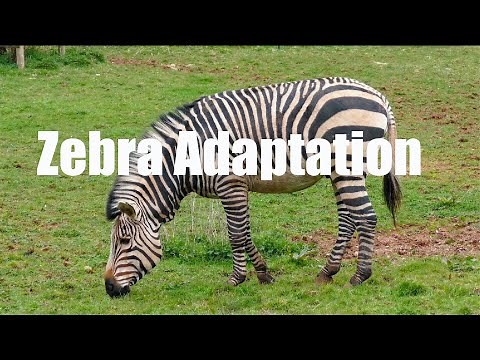 Zebra Adaptation| Adaptation In Zebra| Adaptation In Animals| Zebra Adaptation For Kids|# Adaptation