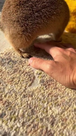Prairie dog plays aggressively, preens, and stretches cutely