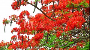 red flame tree flower blooming in the garden2