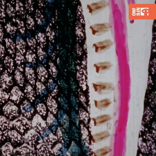 Did you know that legendary animation pioneer Norman McLaren was born on this day in 1914? Celebrate his birthday by revisiting BEGONE DULL CARE, a vivid interpretation of jazz music by the Oscar Peterson Trio painted directly onto film by Evelyn Lambart and himself → bit.ly/3rdymmu 🎶🎞️ | NFB